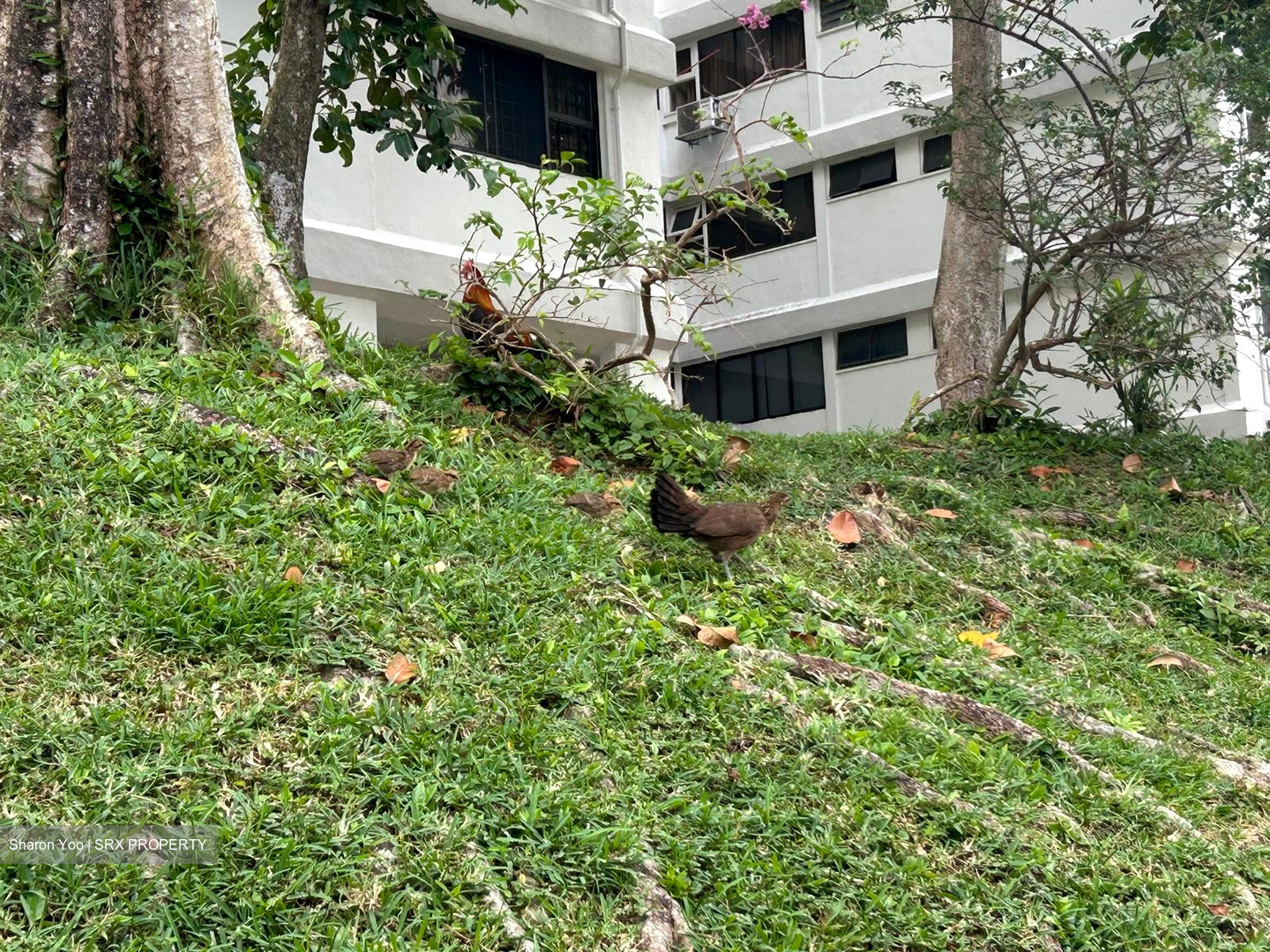 Braddell View (D20), Apartment #485347571